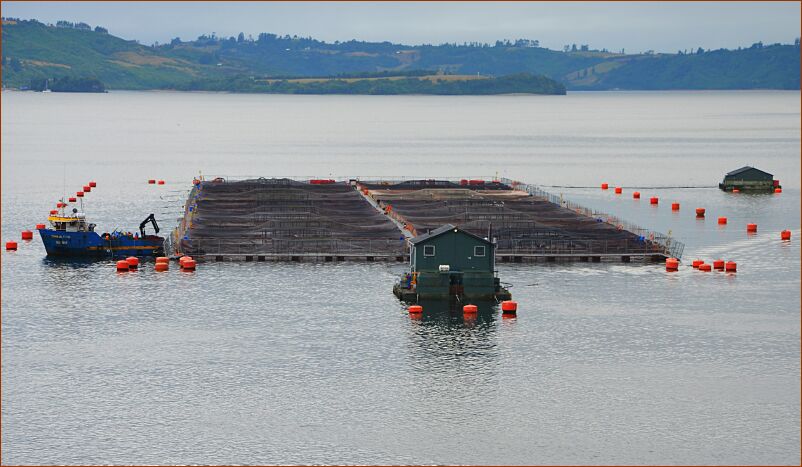 Fjords - salmon farm